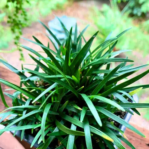 Ophiopogon Jaburan Salt & Pepper Planters