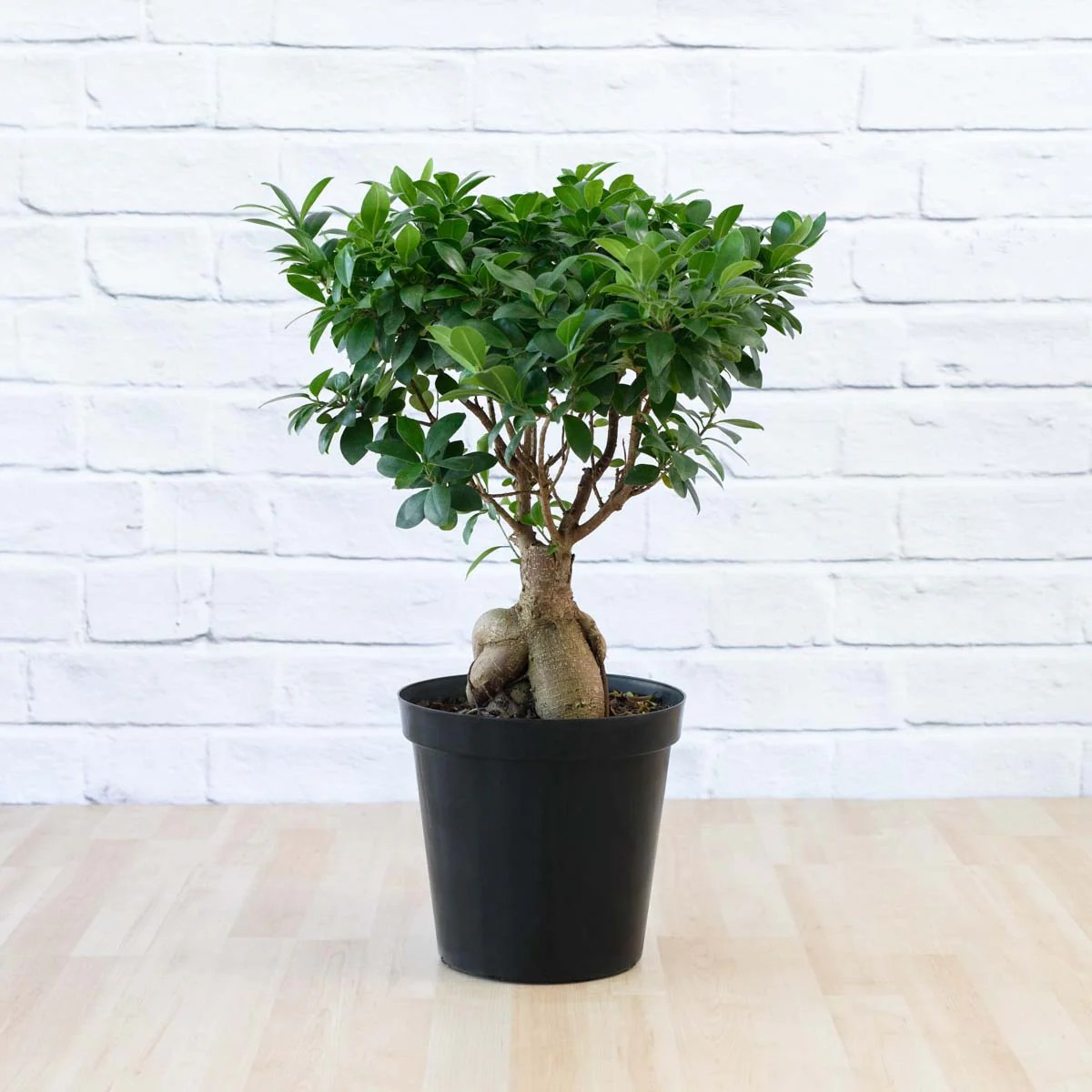 Ficus Ginseng D Cylinders