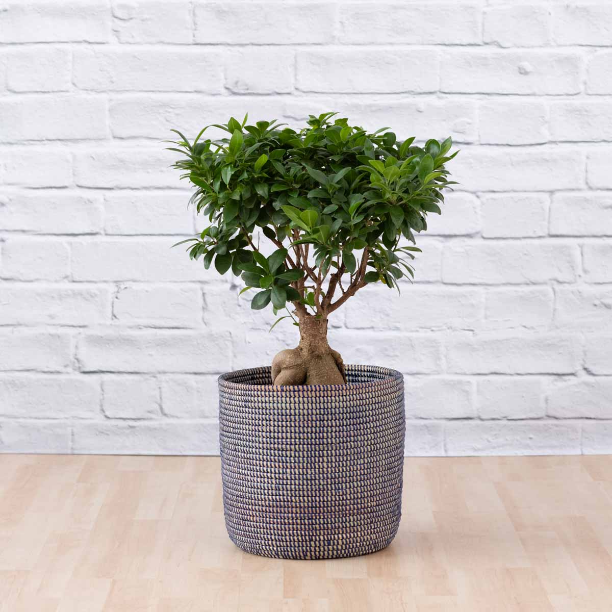 Ficus Ginseng D Cylinders